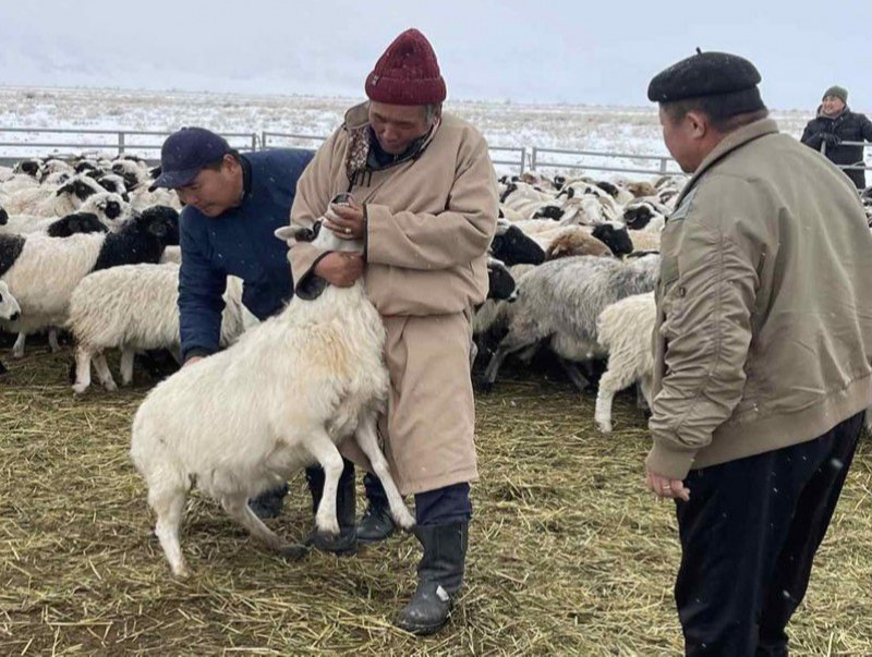 Малын төвлөрсөн арилжаа Увс аймагт боллоо